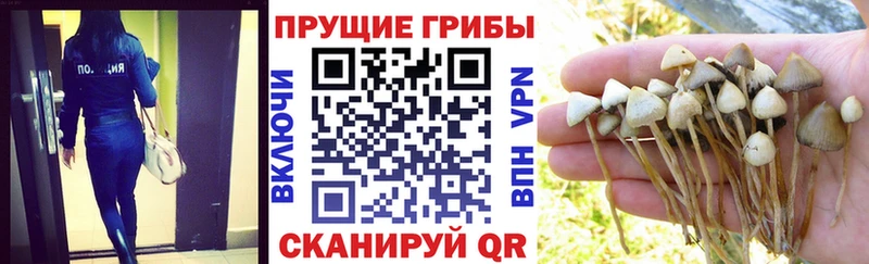 даркнет клад  Славянск-на-Кубани  Галлюциногенные грибы ЛСД 